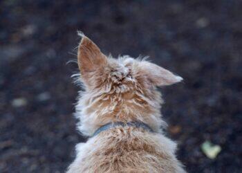 Dog picture taken from behind (Unsplash | Martin Martz)