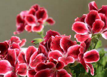 Red flowers (Unsplash | Marina Yalanska)