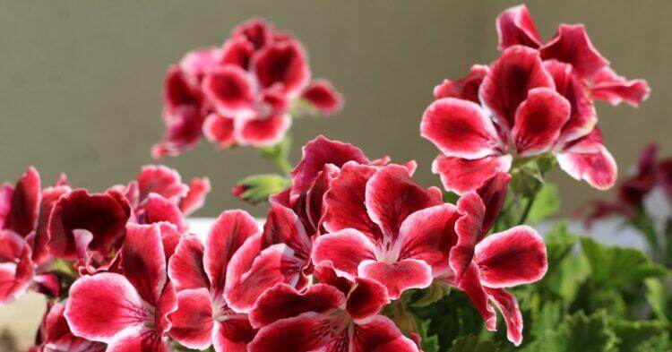 Red flowers (Unsplash | Marina Yalanska)