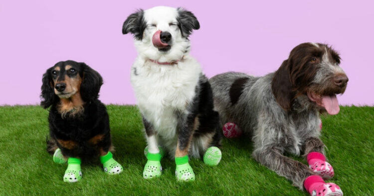 Dogs wearing crocs