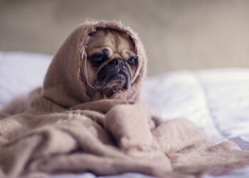 Unsplash | Matthew Henry