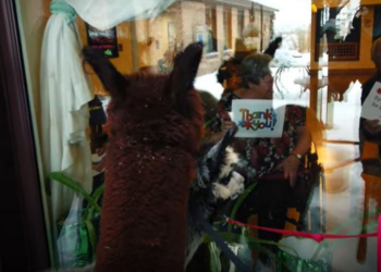 Youtube | Sylvan Alpacas