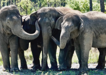 Facebook | White Oak Conservation