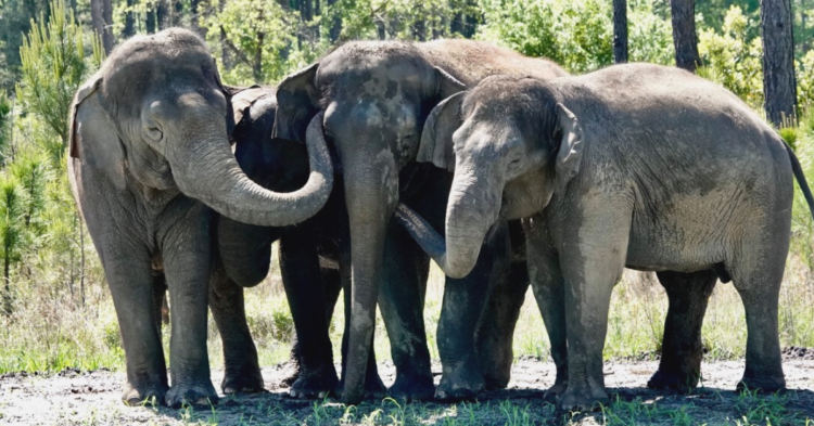 Facebook | White Oak Conservation