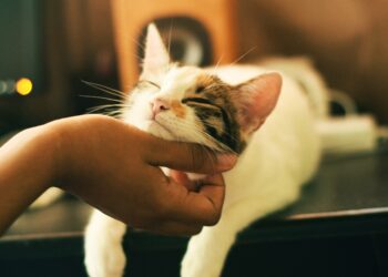 Unsplash | Unsplash