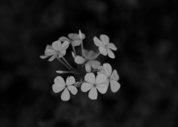 Unsplash