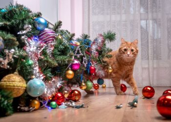 Shutterstock | 3384386