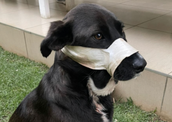 Facebook | Boksburg SPCA New FB Page