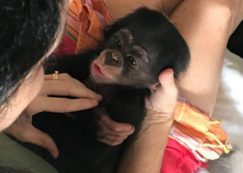Facebook | Liberia Chimpanzee Rescue