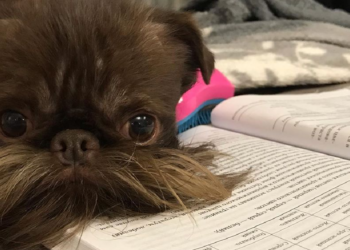 Instagram | @petite.griffon.nuts