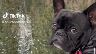 TikTok | @bourbonfrenchie