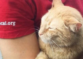 Facebook | SPCA International