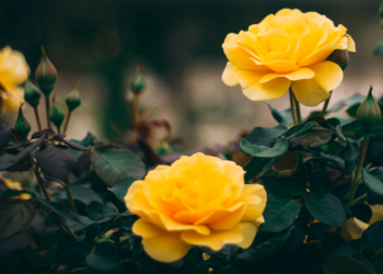 Unsplash | Daniel Jerez