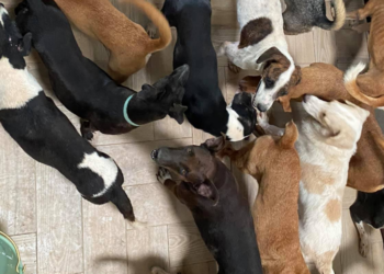 Facebook | Tierra de Animales