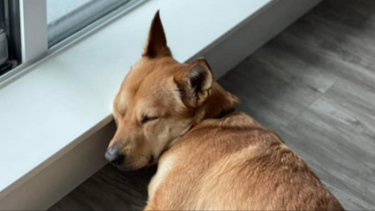 Facebook | Rescue PAWS Canada