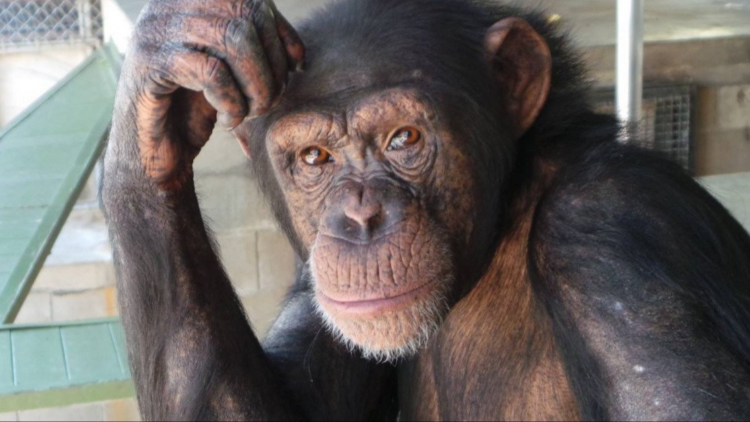Facebook | North American Primate Sanctuary Alliance