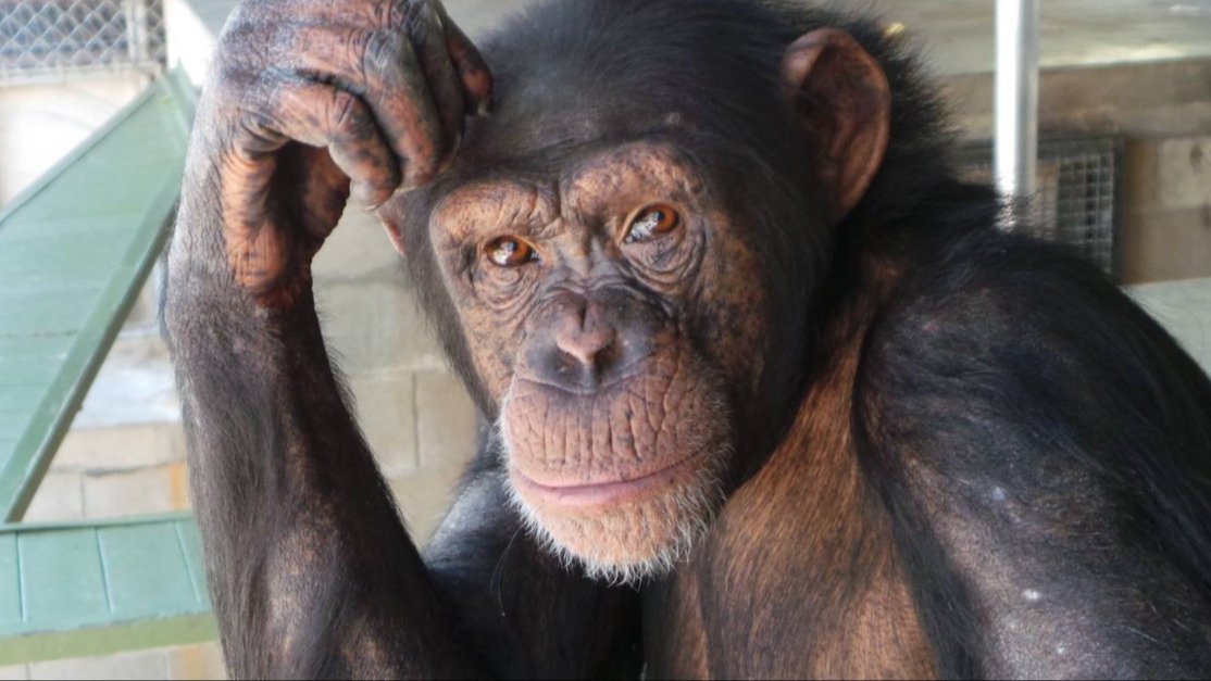 Facebook | North American Primate Sanctuary Alliance