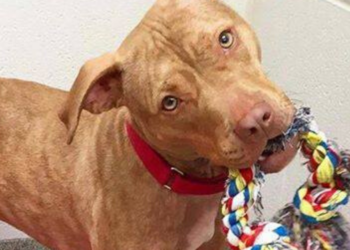 Facebook | SICSA Pet Adoption and Wellness Center