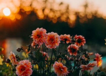 Unsplash