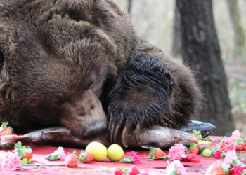 Facebook | Wildlife Images Rehabilitation & Education Center