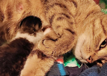 Facebook | Friends of Anne Arundel County Animal Care & Control