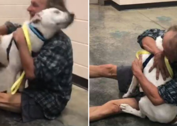 Facebook | Memphis Animal Services