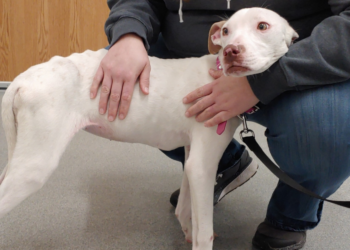 Facebook | Ruff Start Rescue