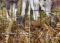 TikTok | @thenoblegoat