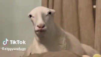 TikTok | @ziggysrefuge