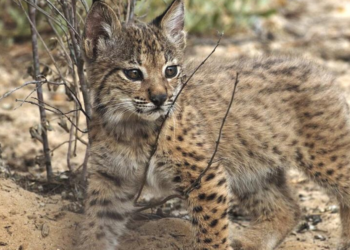 EX-SITU CONSERVATION PROGRAM OF THE IBERIAN LINCE