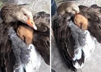 Reddit | Pigoonlet