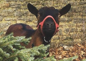 Facebook | Philly Goat Project