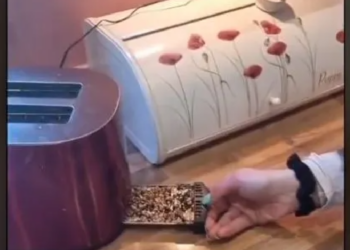 TikTok | @amybails