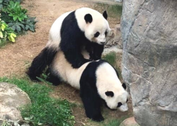Ocean Park