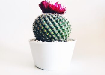 Unsplash | Unsplash