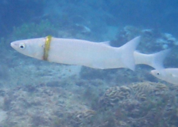 Norfolk Island Reef