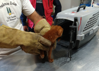 Facebook | FARA Fundacion Argentina de Rescate Animal