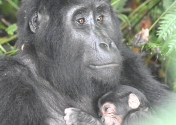 Facebook | Uganda Wildlife Authority