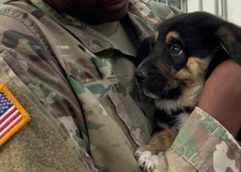 Instagram | @pawsofwar