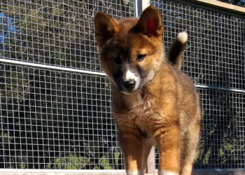 Facebook | Australian Dingo Foundation