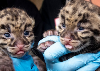 Twitter | @zoomiami