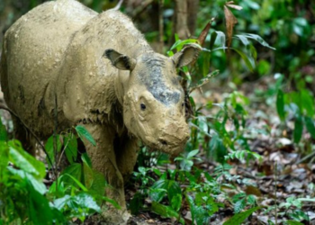 Twitter | @wwf_uk
