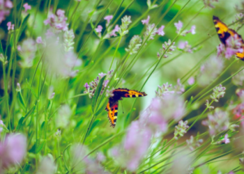 Unsplash