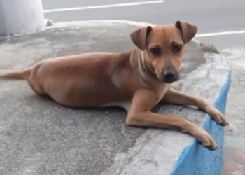 Facebook | Veterinária Campo Grande