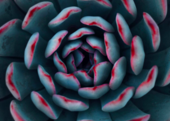 Unsplash