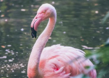 Unsplash