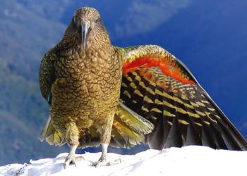 Flickr | Bernard Spragg. NZ