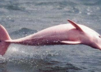 Facebook | Pinky the Dolphin