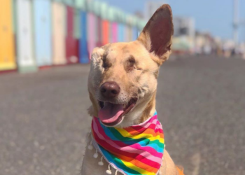 Instagram | @maggiethewunderdog
