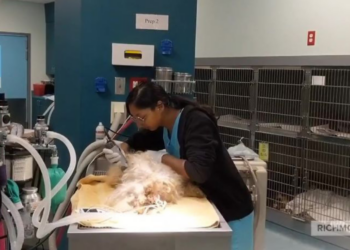 Richmond SPCA